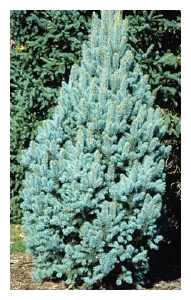 PICEA pungens 'Iseli Fastigiate'-